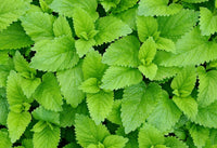 Chlorophylle